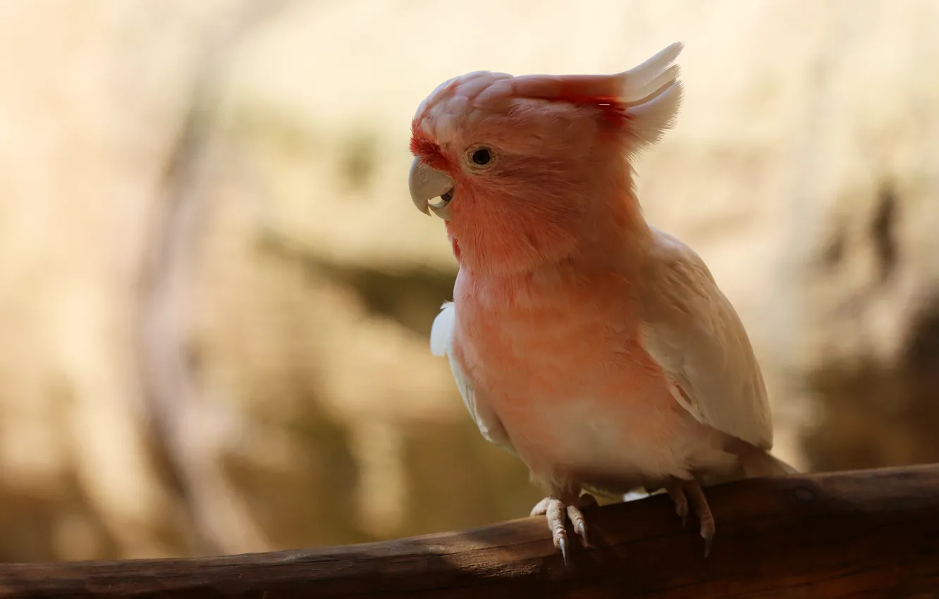 Photo wallpaper bird, parrot, pink, bokeh, cockatoo