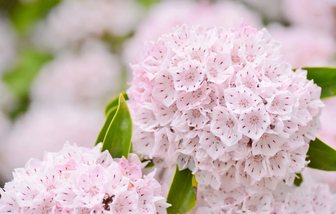 Photo wallpaper flowers, tenderness, pink, inflorescence, Kalmia