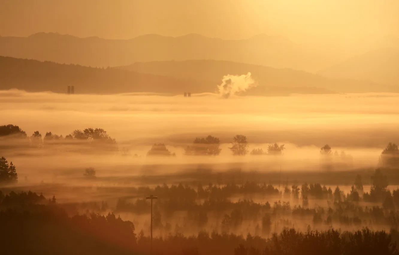 Photo wallpaper trees, fog, morning