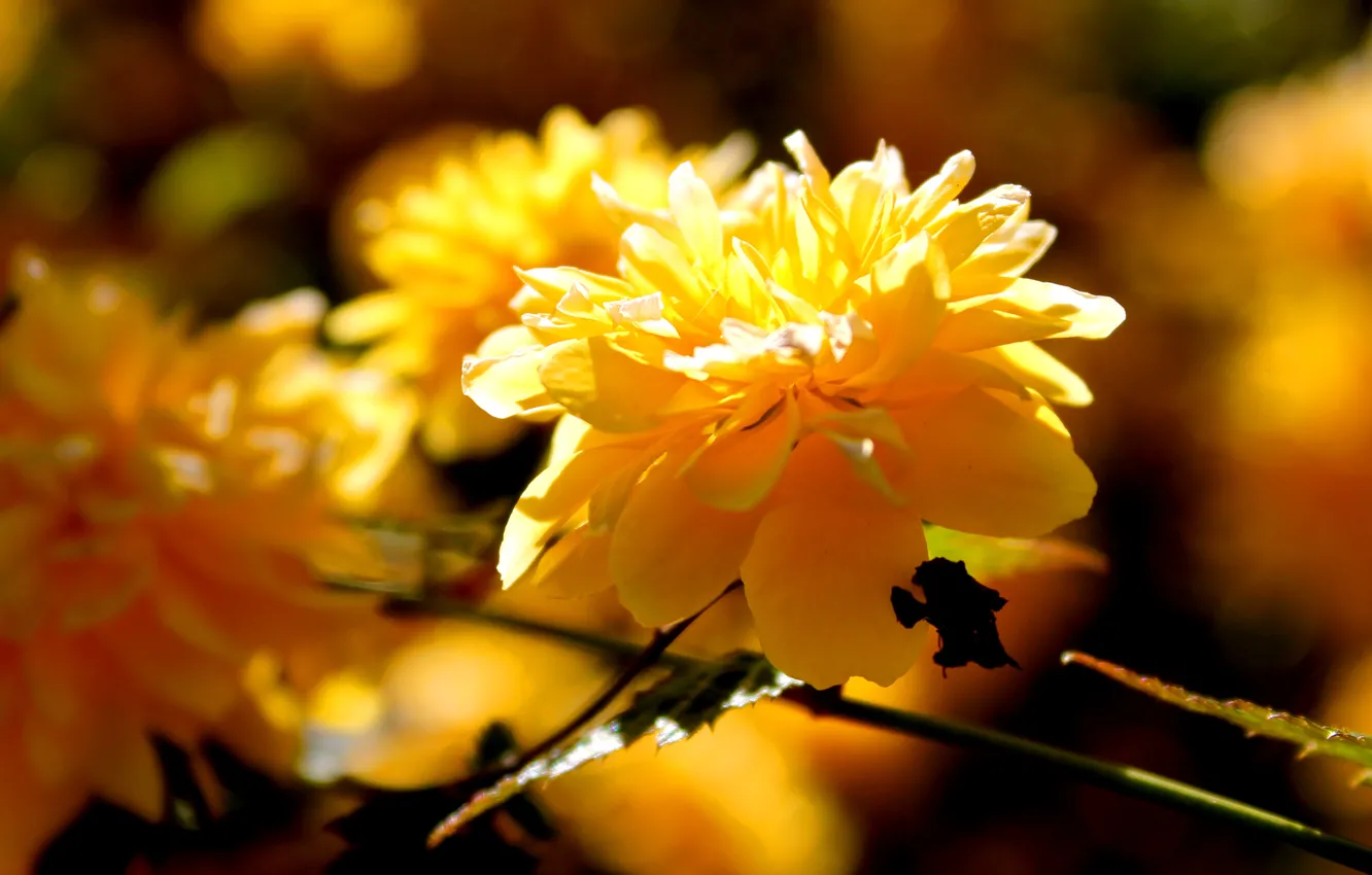 Photo wallpaper flower, the sun, macro, branch, spring