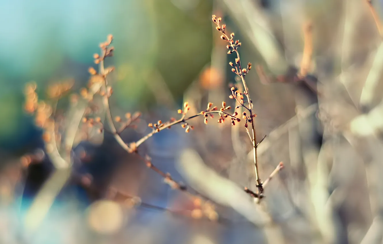 Photo wallpaper nature, focus, spring, blur, bokeh, twigs