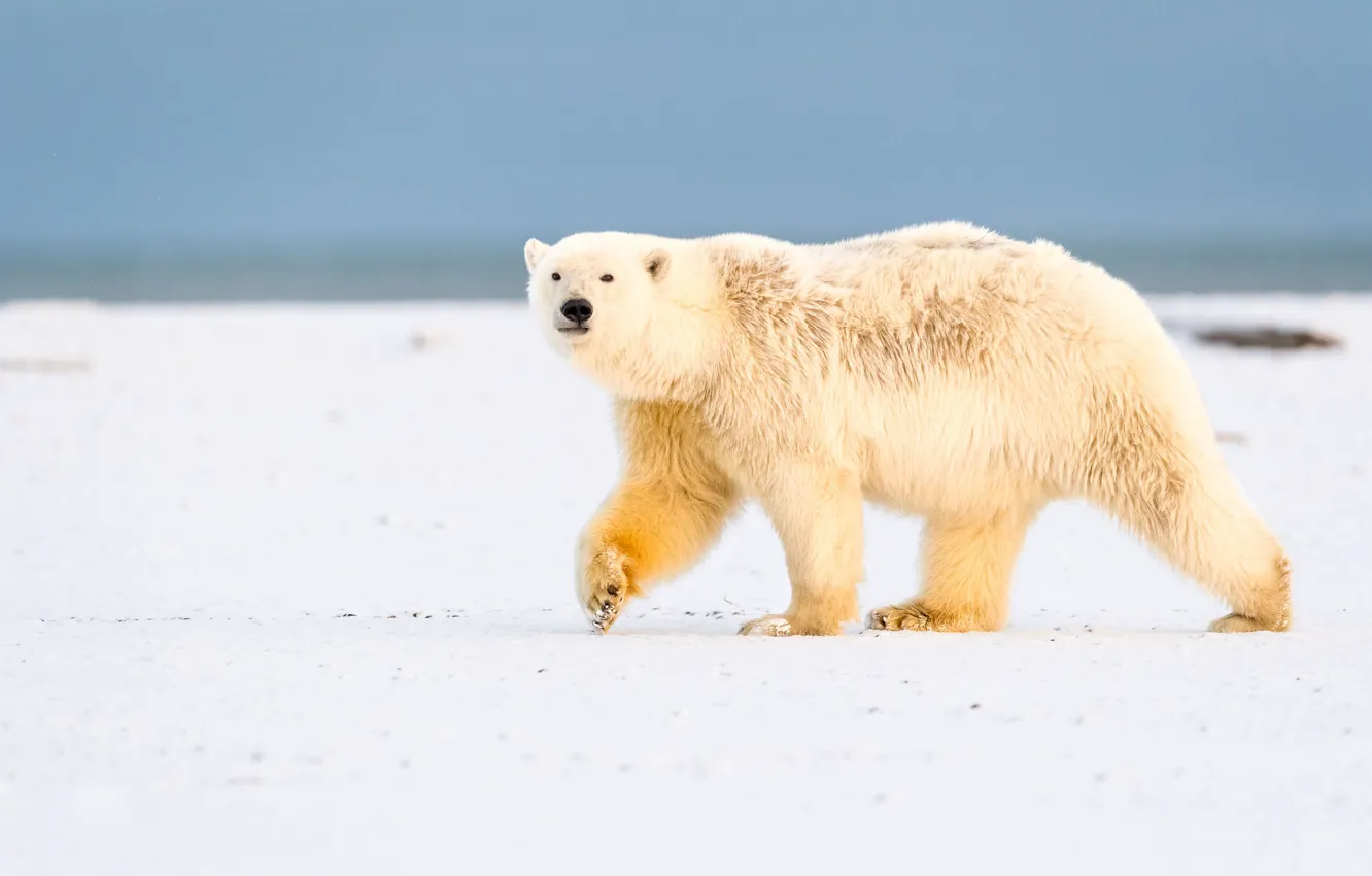 Photo wallpaper winter, white, the sky, look, snow, nature, pose, background