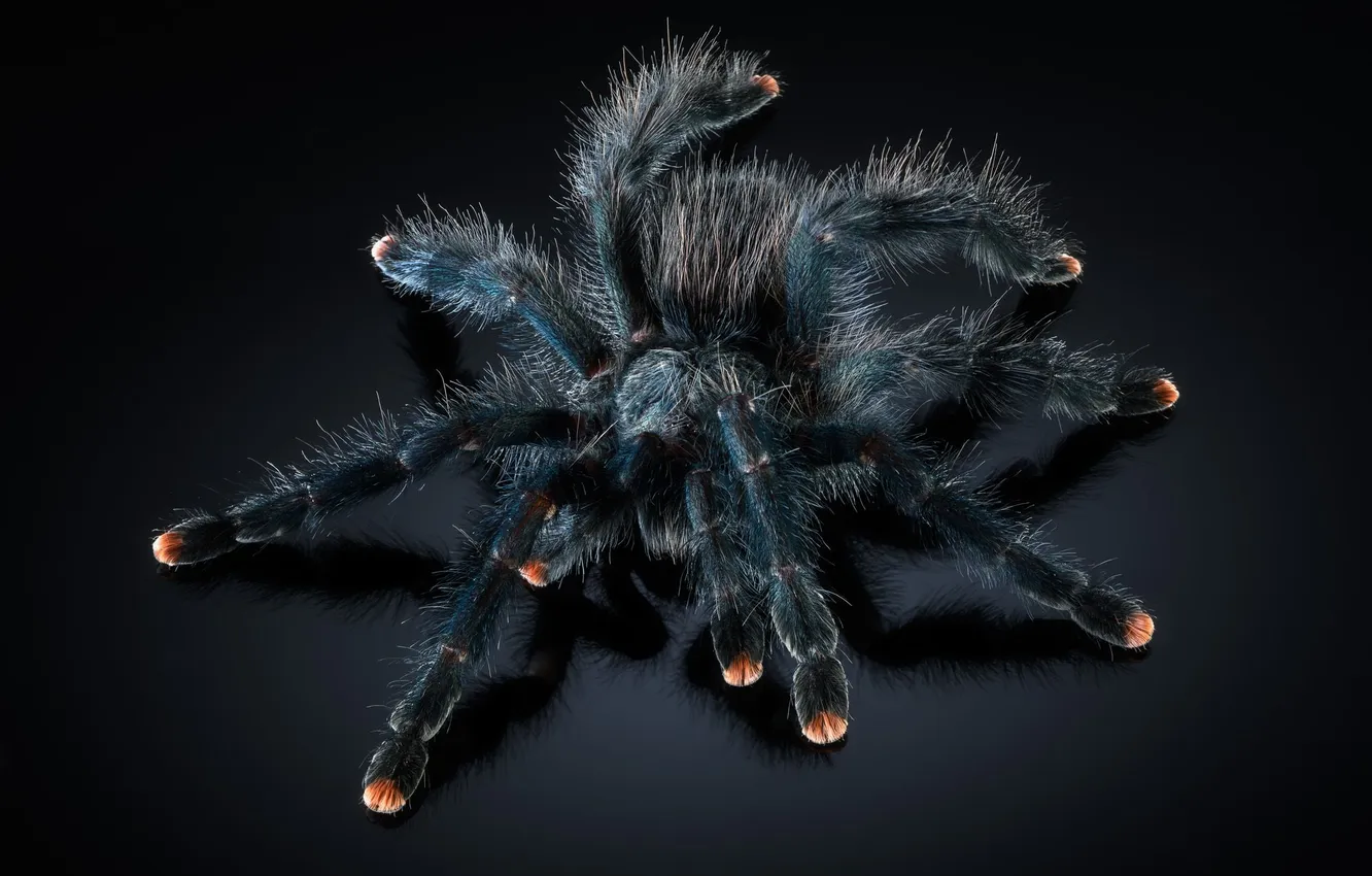Photo wallpaper macro, the dark background, spider, Anton Rostov, Poecilotheria metallica, The bird-eating spider