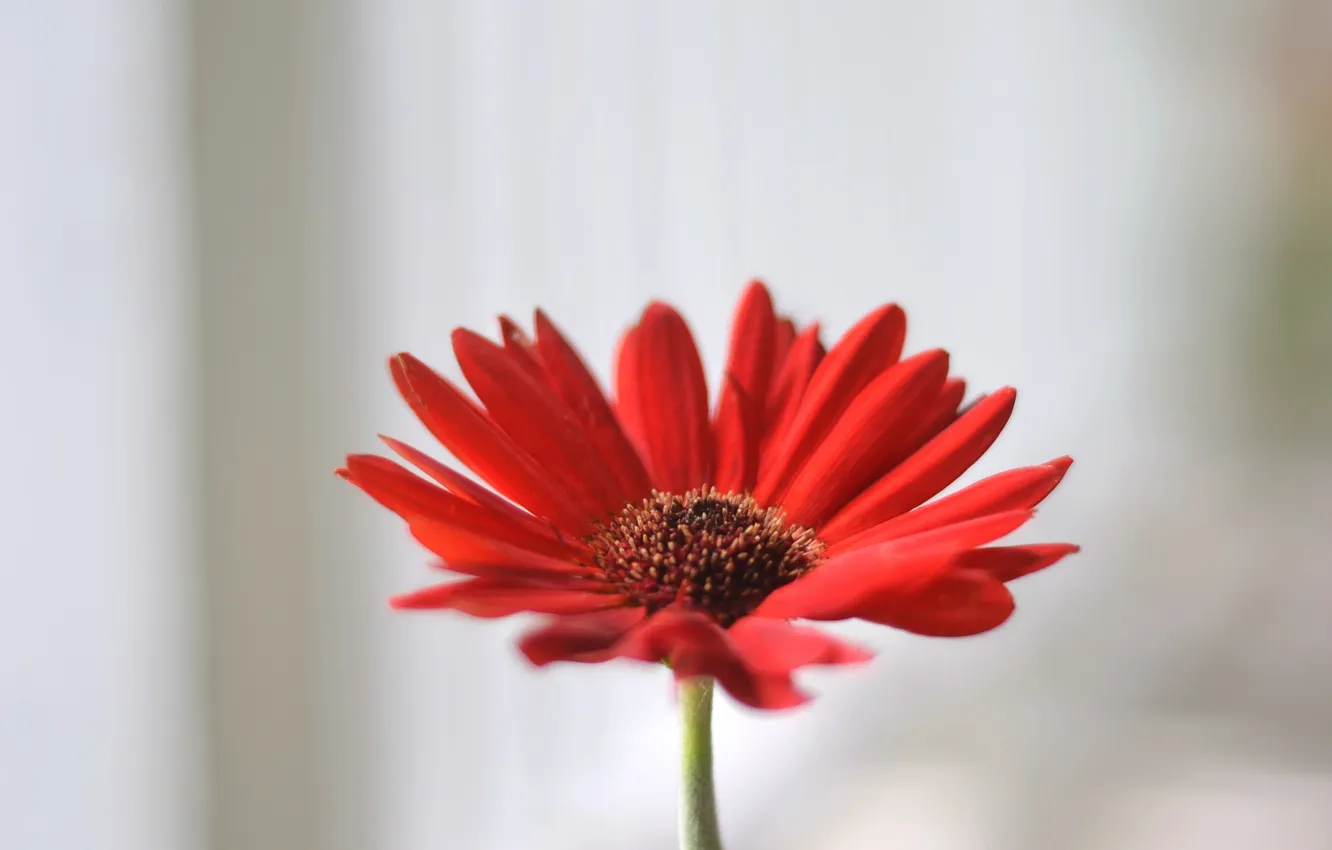 Photo wallpaper flowers, red, petals, gerbera