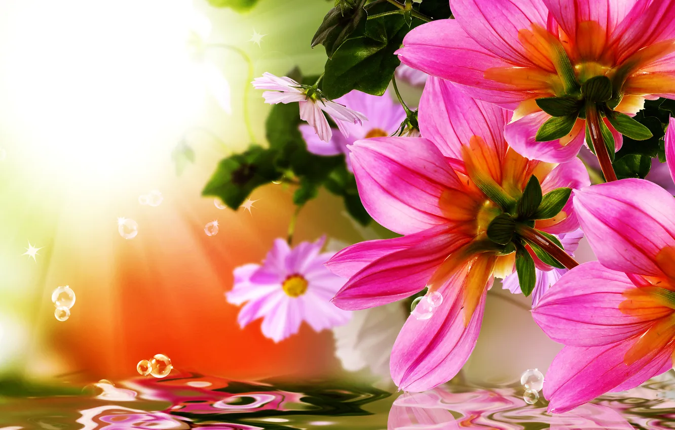 Photo wallpaper water, flowers, reflection, collage, petals