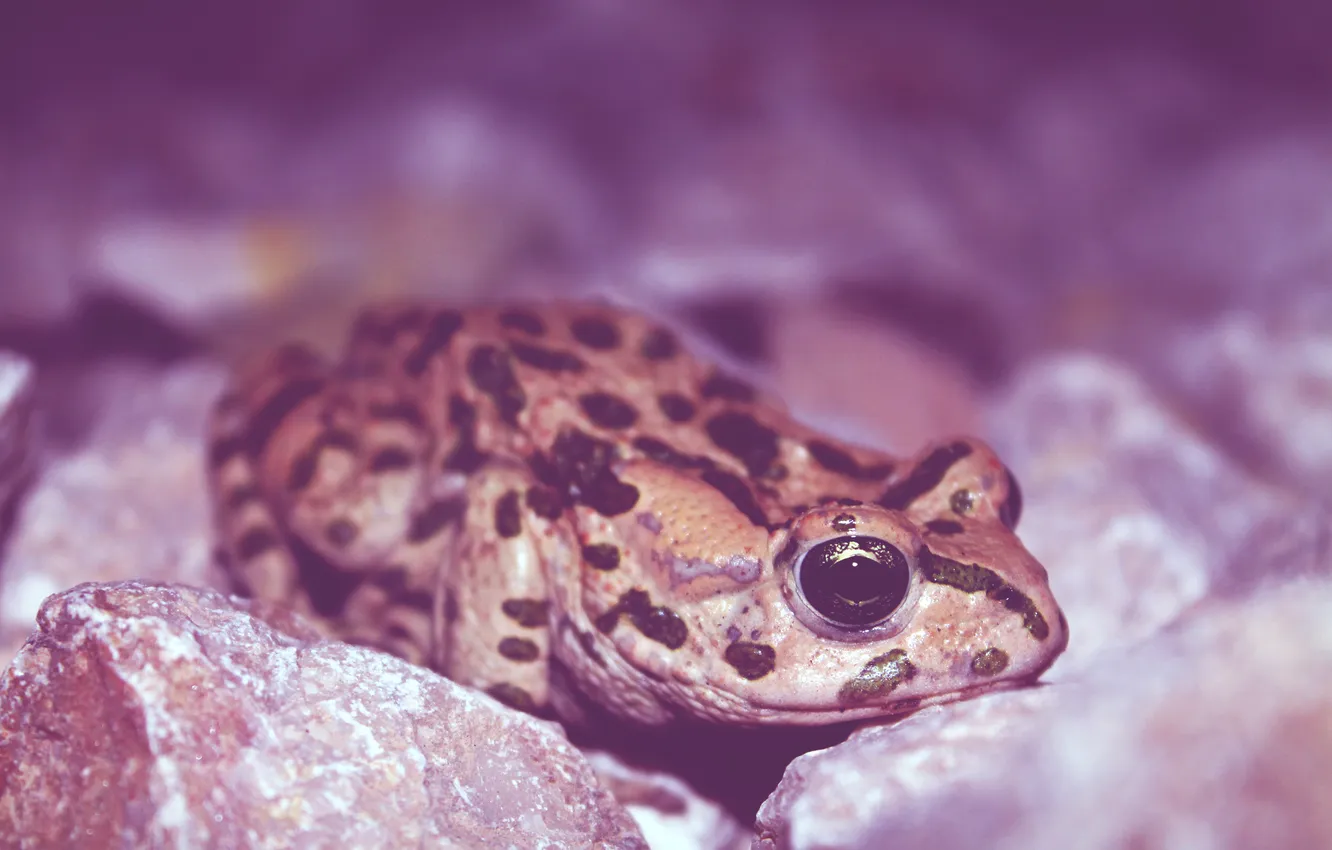 Photo wallpaper eyes, frog, amphibian