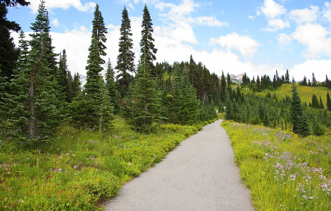 Photo wallpaper road, field, forest, the sky, grass, trees, landscape, mountains