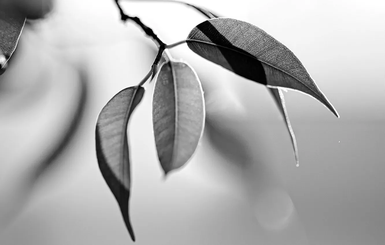 Photo wallpaper leaves, macro, branches, nature, photo, plant, black and white