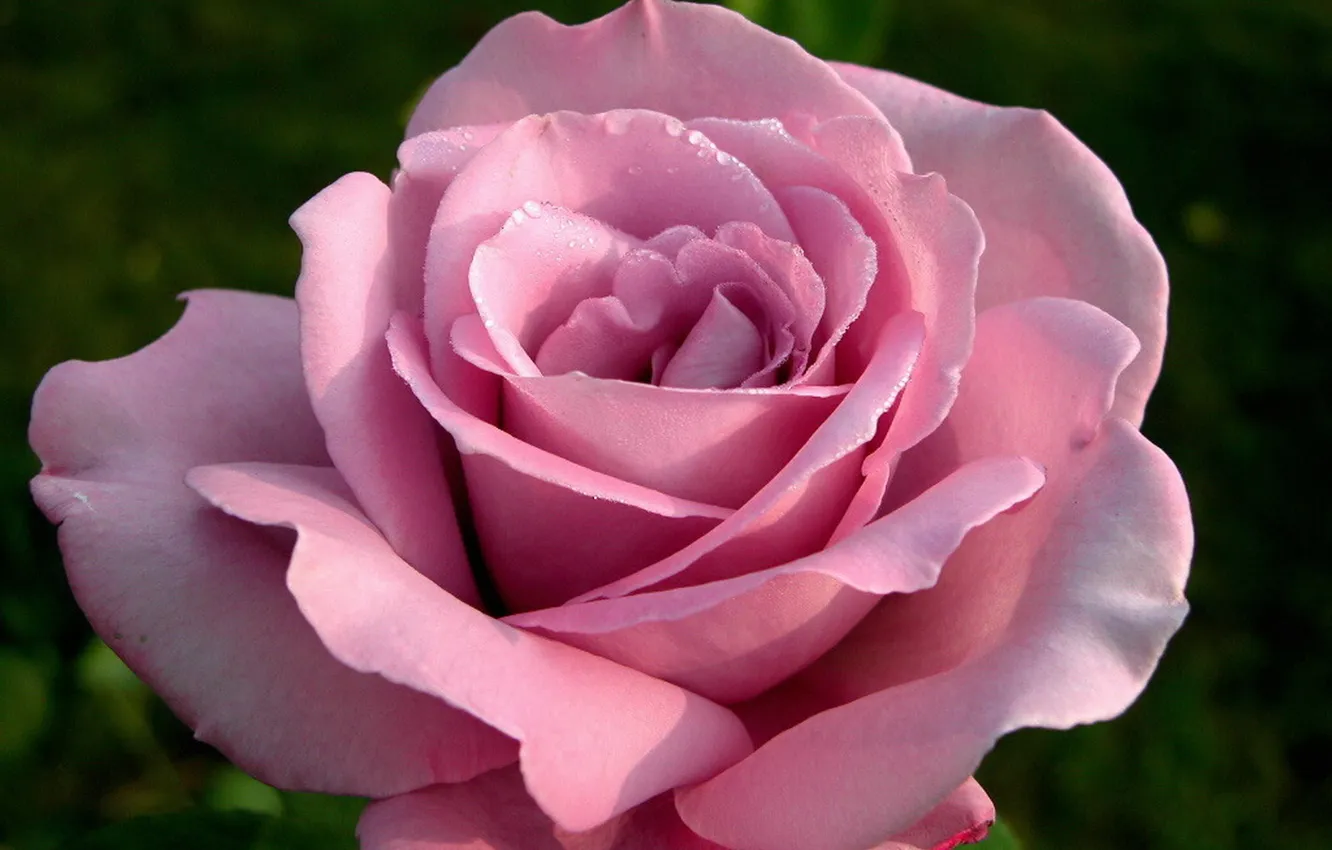 Photo wallpaper flower, macro, Rose