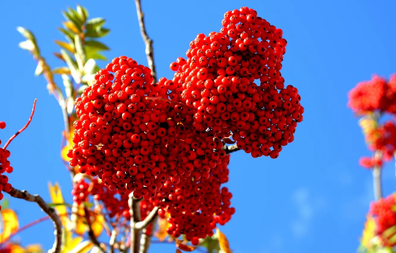 Photo wallpaper berries, branch, blur, fruit, red, brush, Rowan