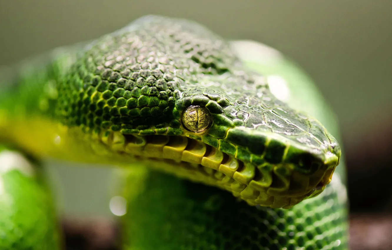 Photo wallpaper green, Snake, animal