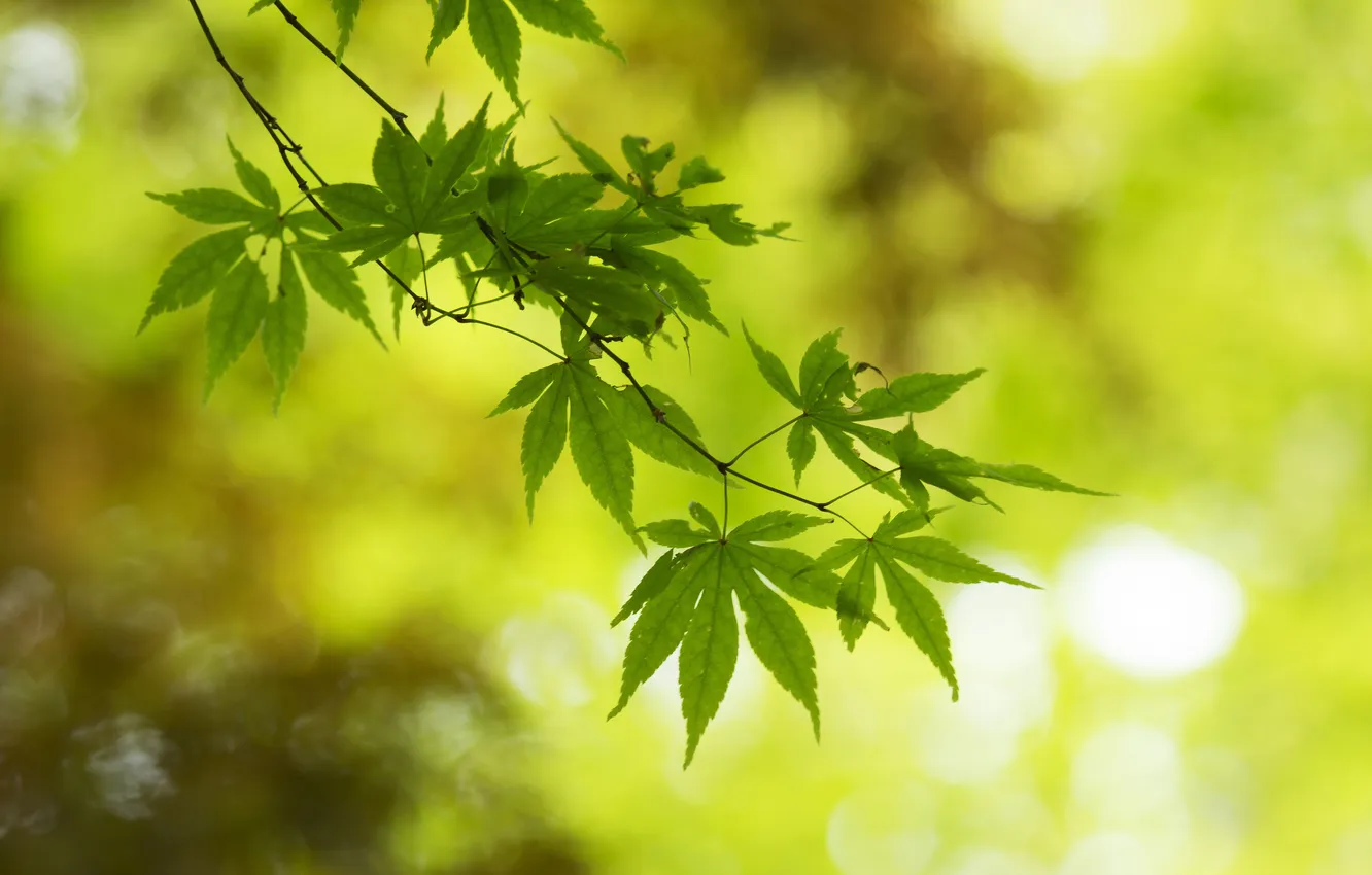 Photo wallpaper leaves, branches, green, glare, maple