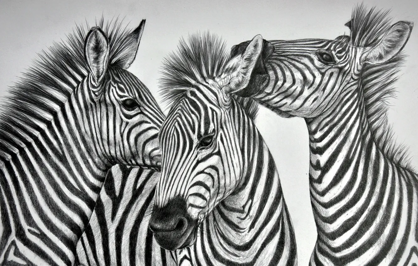 Photo wallpaper background, figure, Zebra