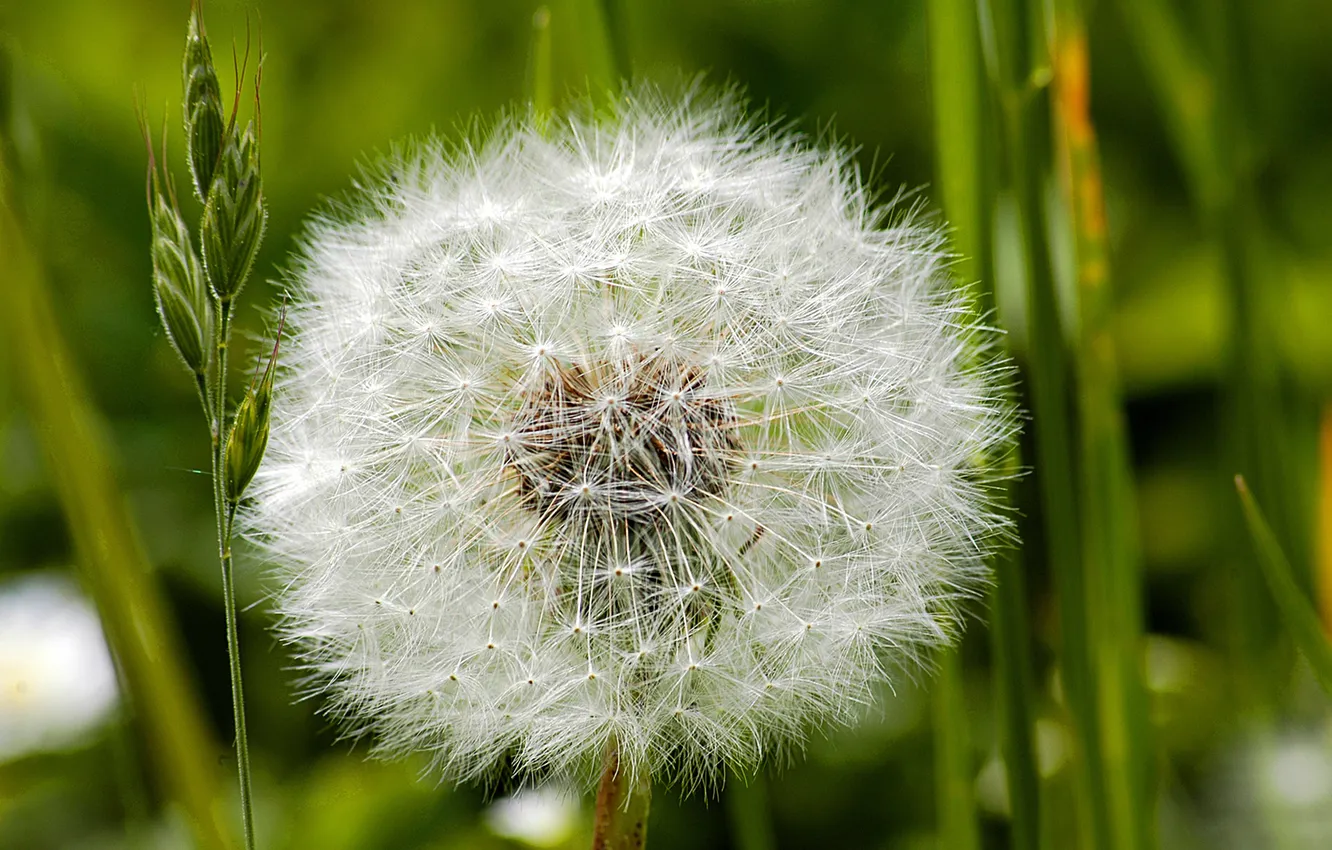 Photo wallpaper grass, macro, green, background, dandelion, fluff