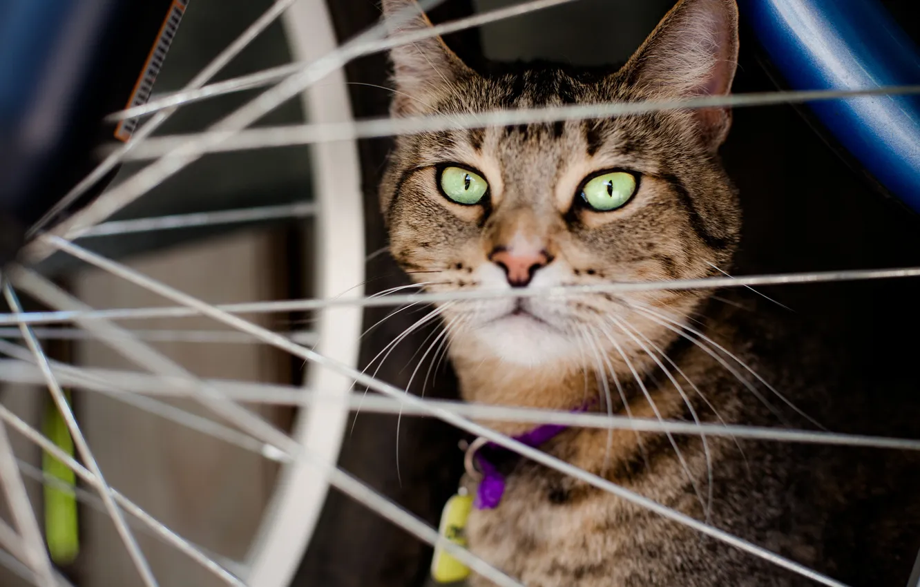 Photo wallpaper cat, cat, look, animal, wheel, spokes, sitting