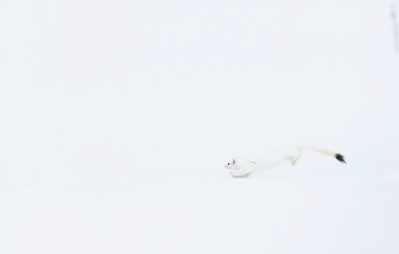 Photo wallpaper nature, background, Long-tailed weasel