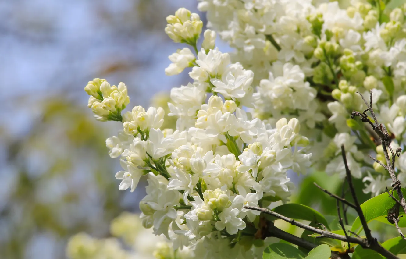Photo wallpaper white, flower, spring, lilac, twig