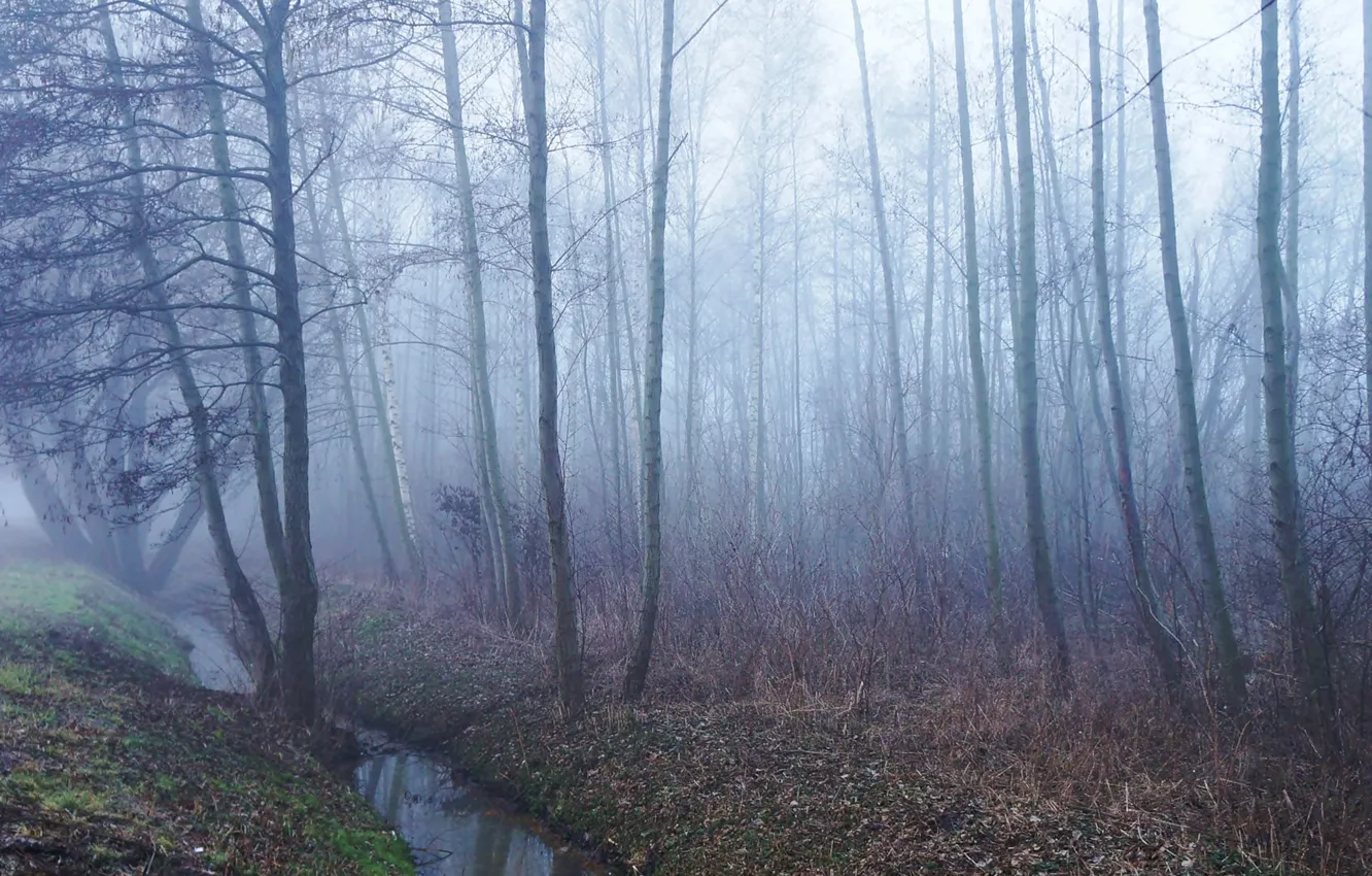 Photo wallpaper forest, park, tree, fog