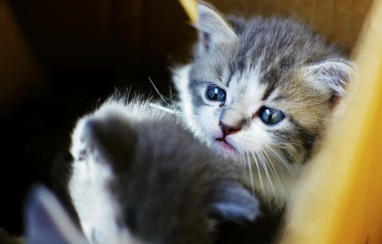 Photo wallpaper cat, eyes, baby