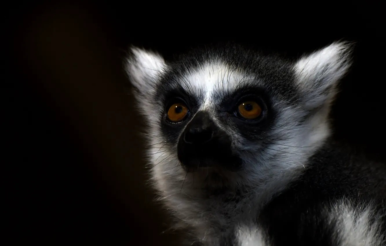 Photo wallpaper eyes, wool, lemur