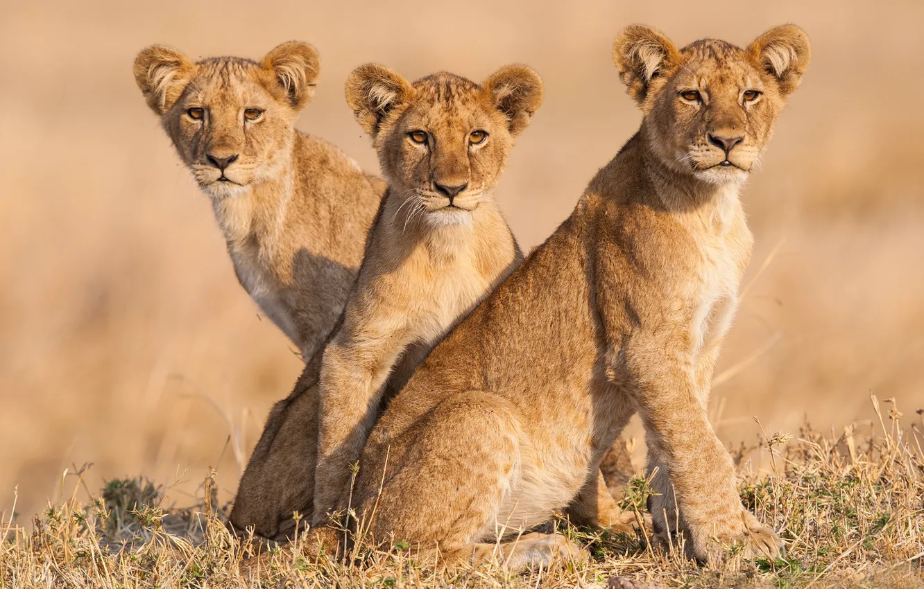 Photo wallpaper portrait, lions, the cubs, trio, Trinity, young