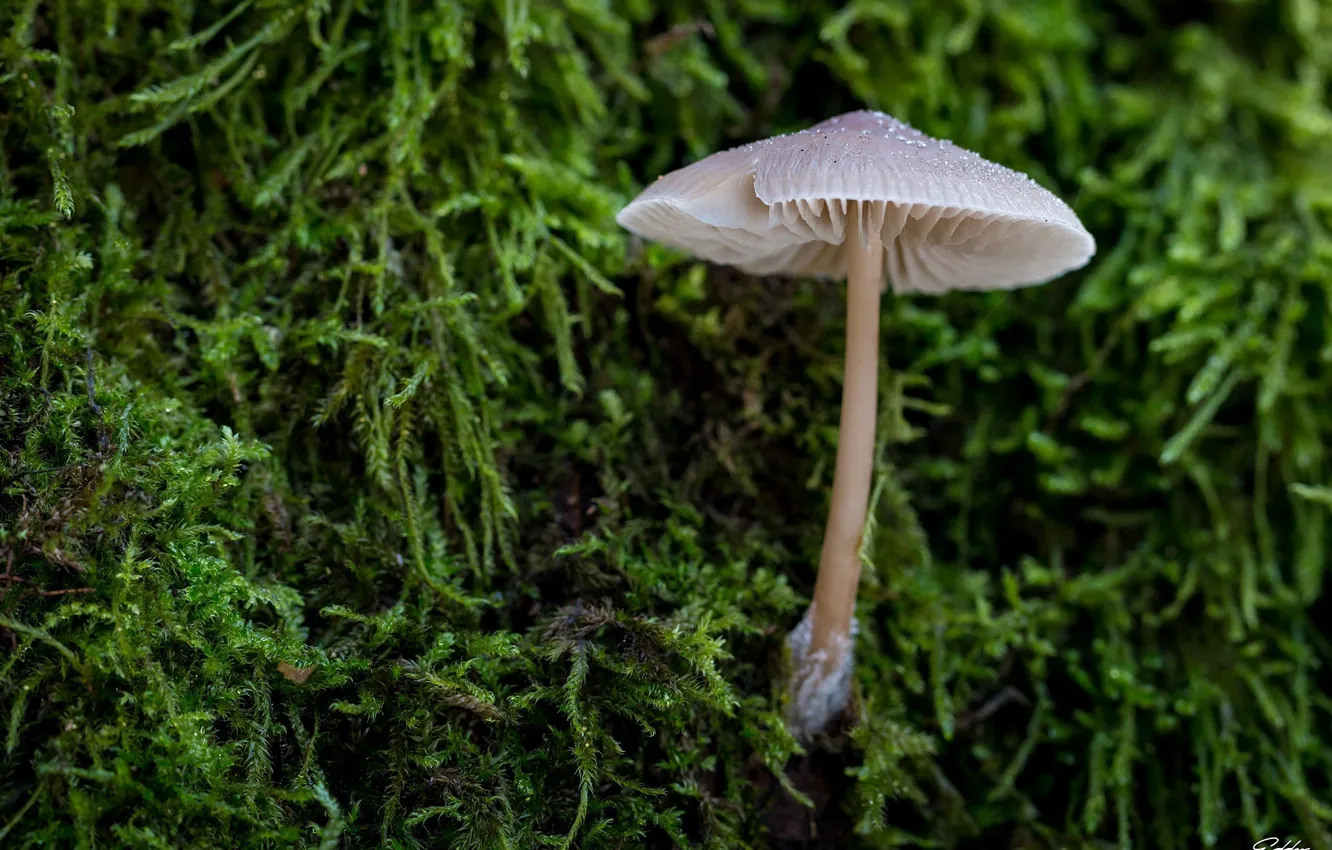 Photo wallpaper macro, mushrooms, moss