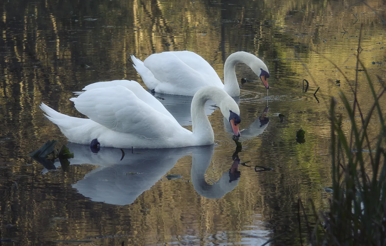 Photo wallpaper lake, pond, white, swans, two