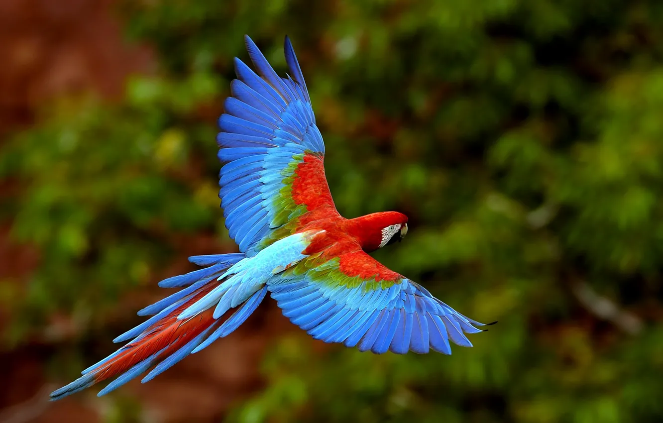 Photo wallpaper birds, bright, color, parrot