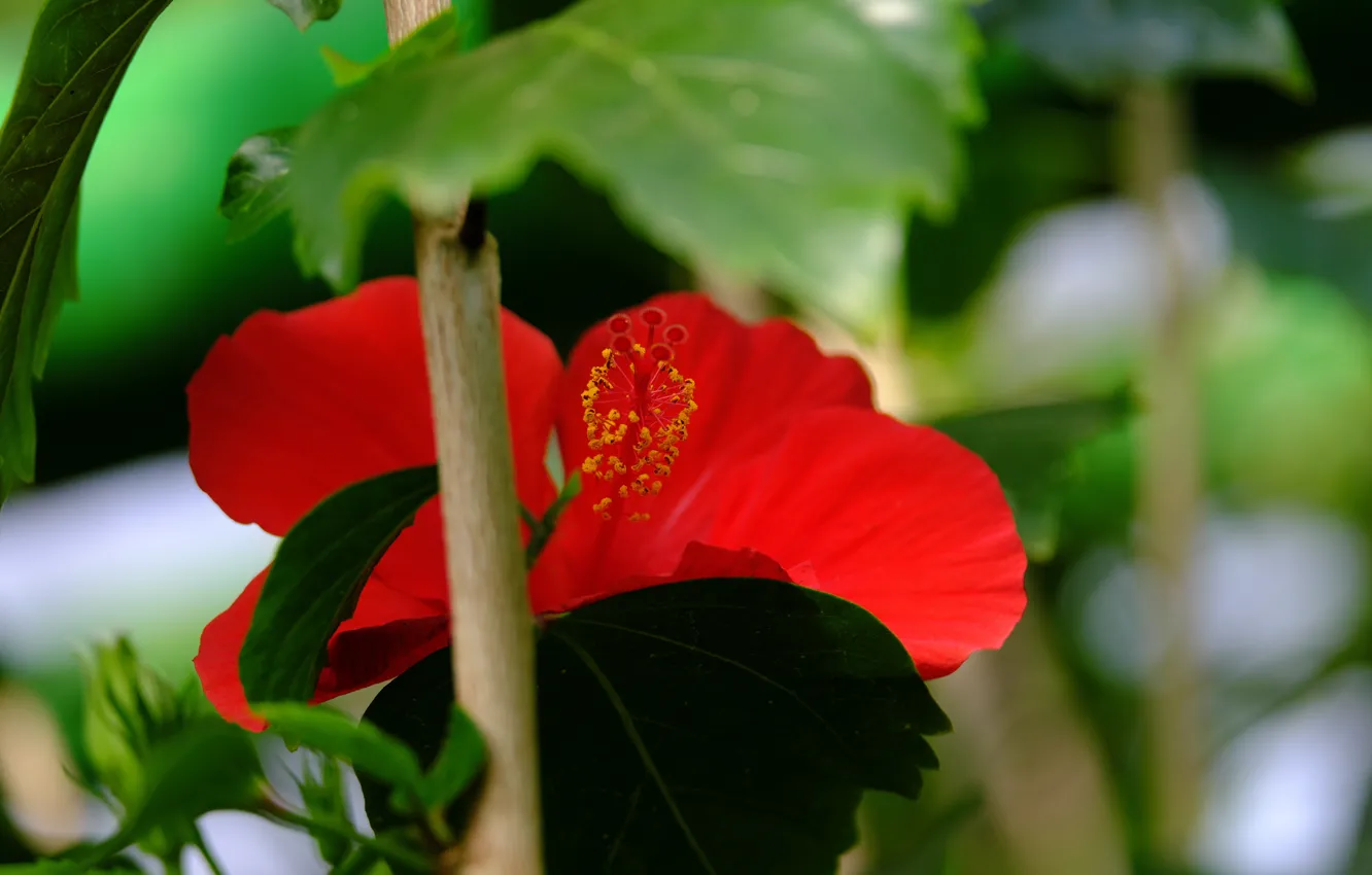 Photo wallpaper flowers, red, nature