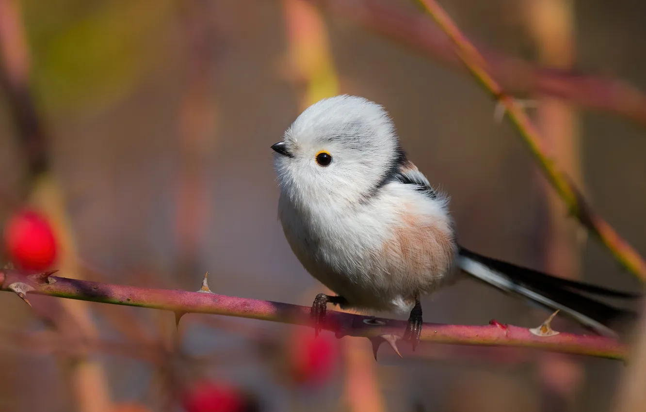 Photo wallpaper branches, bird, bokeh, tit, long-tailed tit