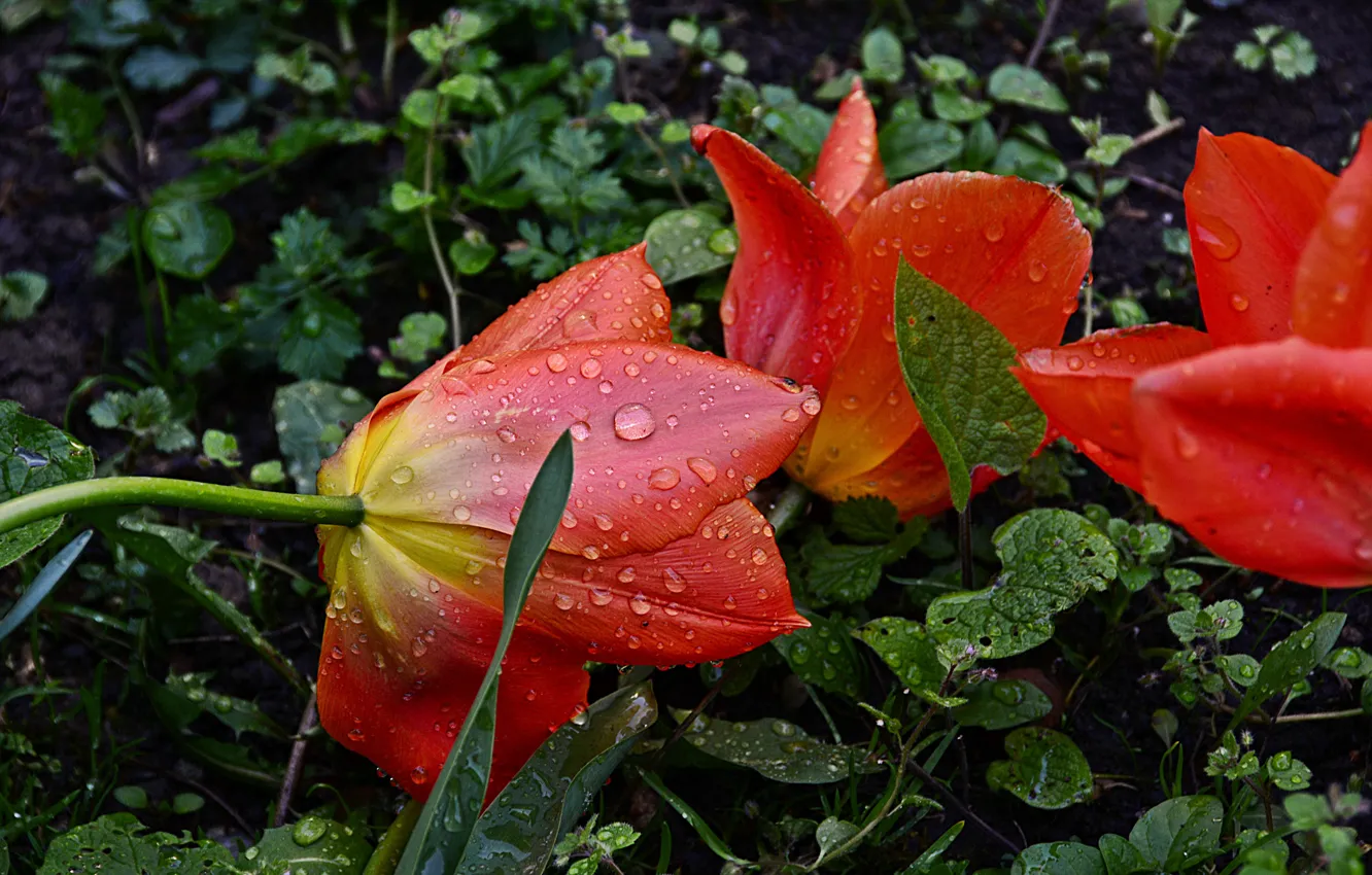 Photo wallpaper Rain, Drops, Raindrops, Red tulips, Red tulips