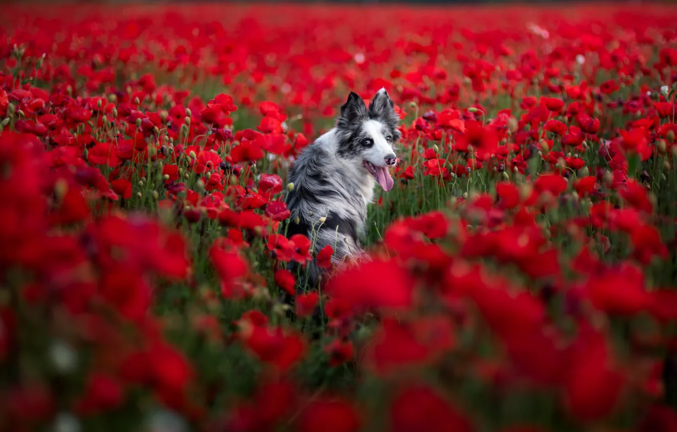 Photo wallpaper language, summer, look, flowers, red, pose, Maki, dog