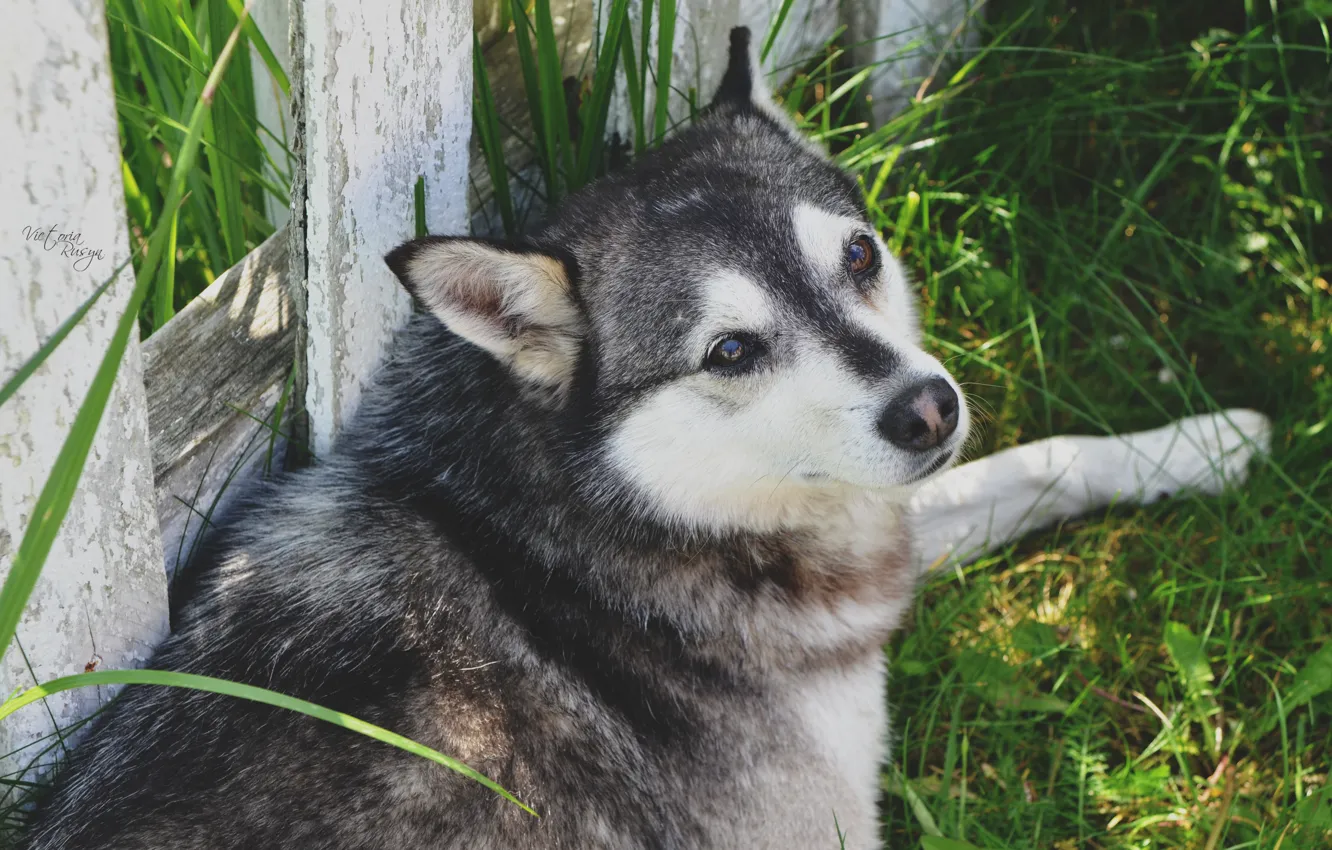 Photo wallpaper grass, village, wolf, dog, dog