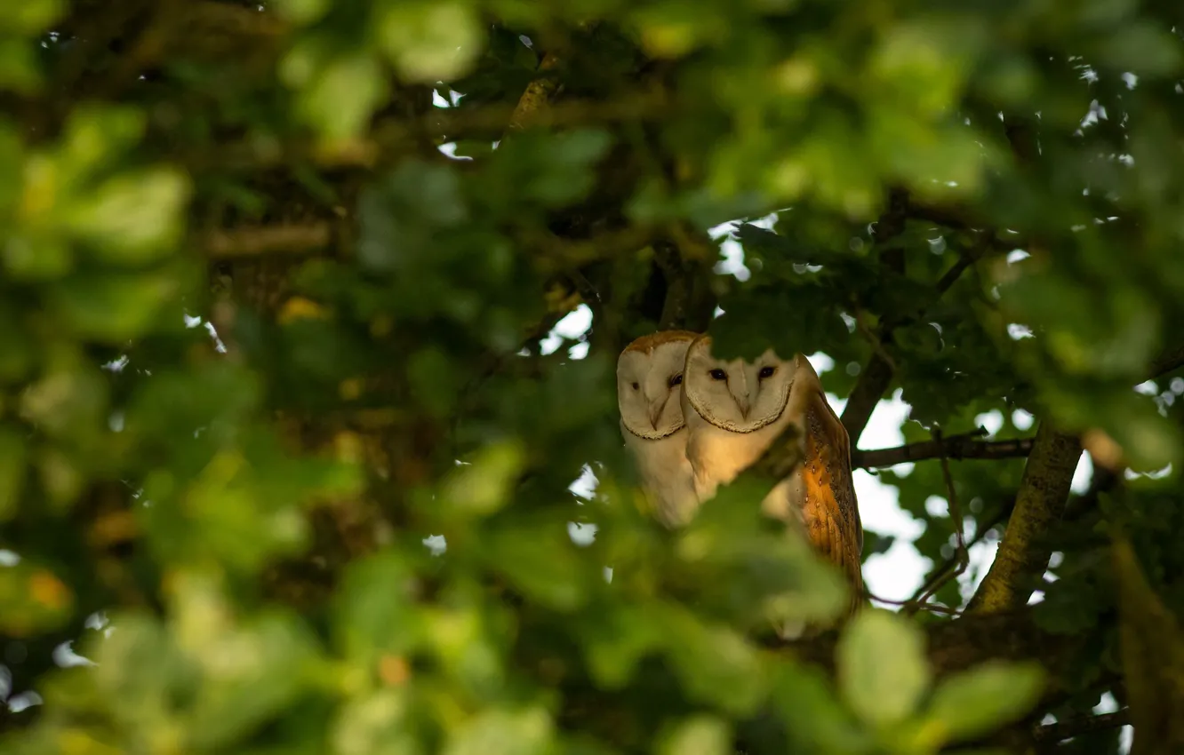 Photo wallpaper greens, trees, owl, foliage, two, pair, Duo, bokeh