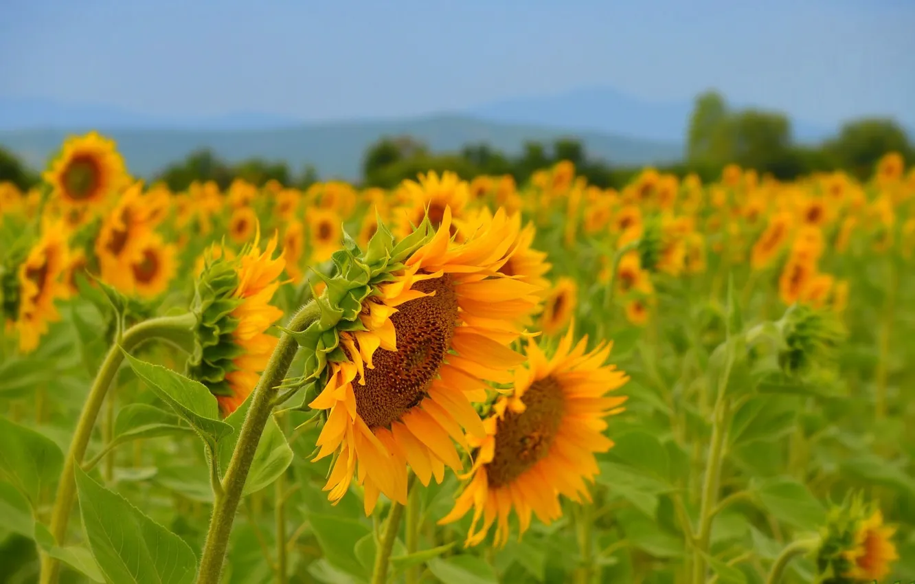 Photo wallpaper Field, Summer, Sunflowers, Summer, Field, Sunflowers