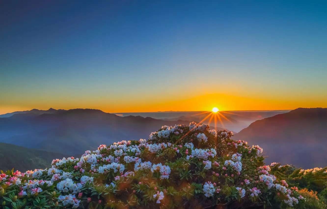 Photo wallpaper flowers, mountains, dawn, rhododendrons