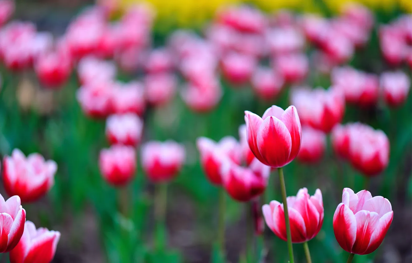 Photo wallpaper field, flowers, petals, blur, tulips, pink