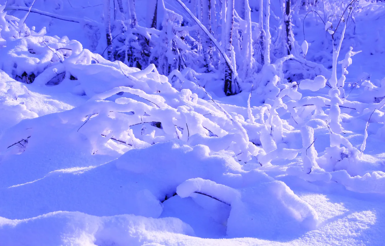 Photo wallpaper park, winter, snow, cold, twig