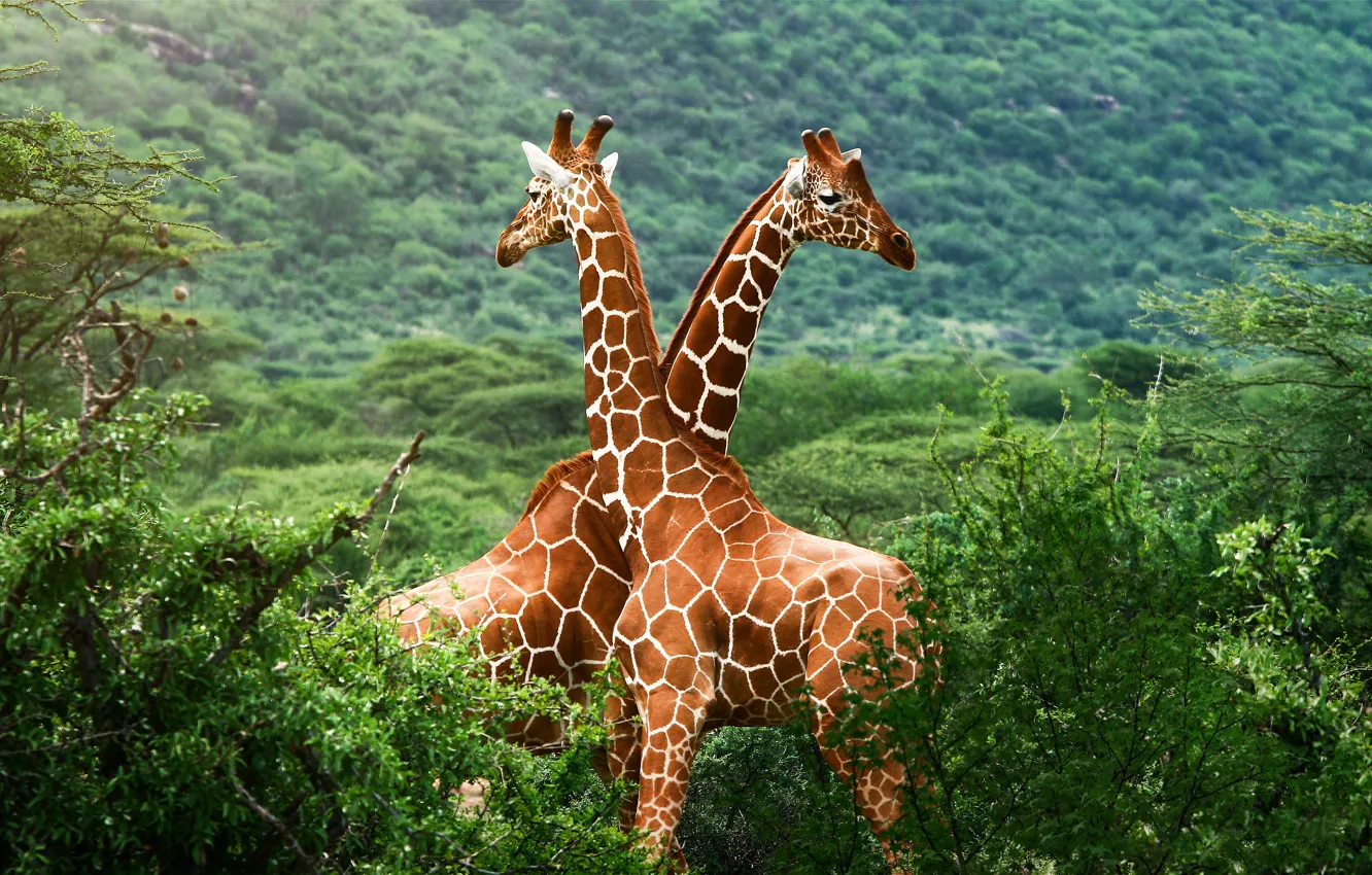 Photo wallpaper greens, giraffe, Savannah, Africa
