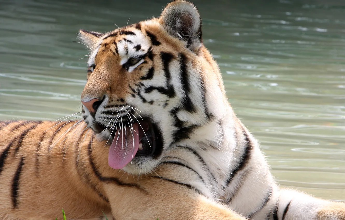 Photo wallpaper language, cat, tiger, yawns, the Amur tiger