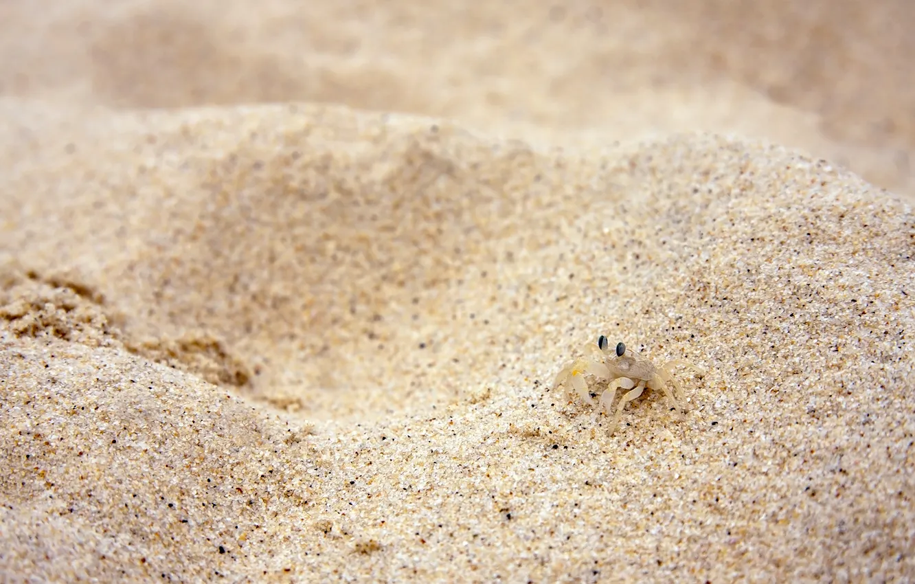 Photo wallpaper sand, crab, grit