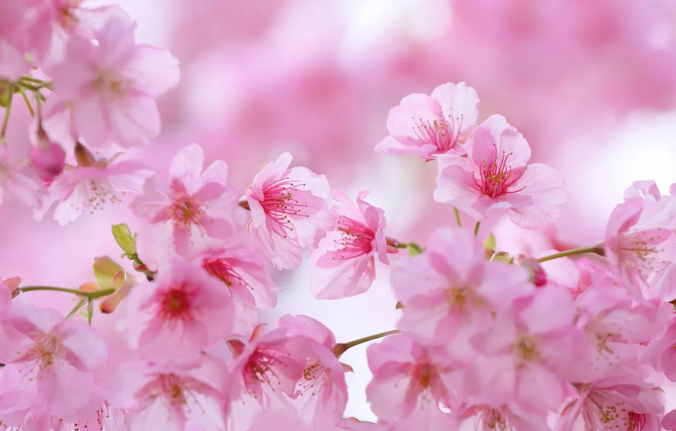 Photo wallpaper leaves, branches, spring, petals, Sakura, flowering