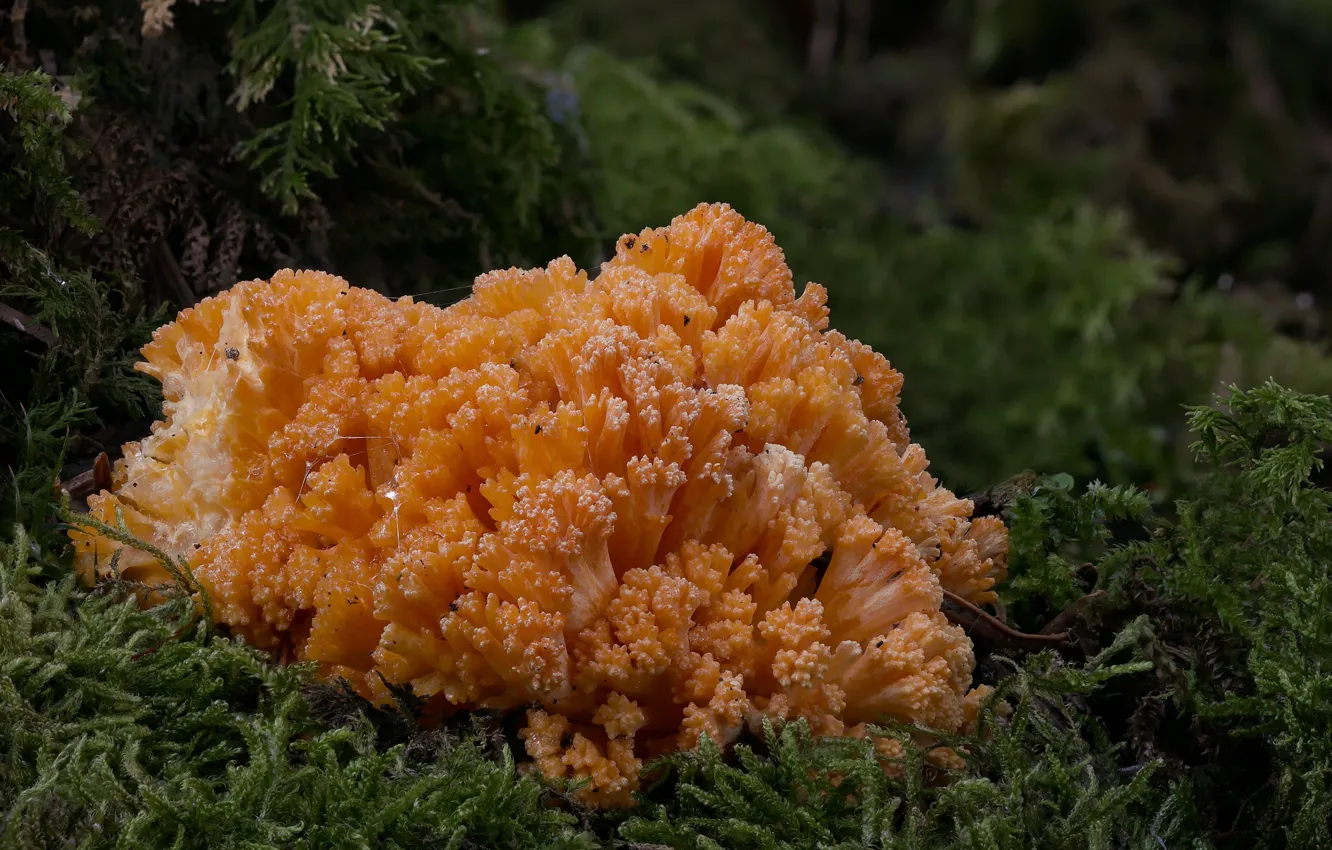 Photo wallpaper autumn, mushrooms, red, Beat Buetikofer