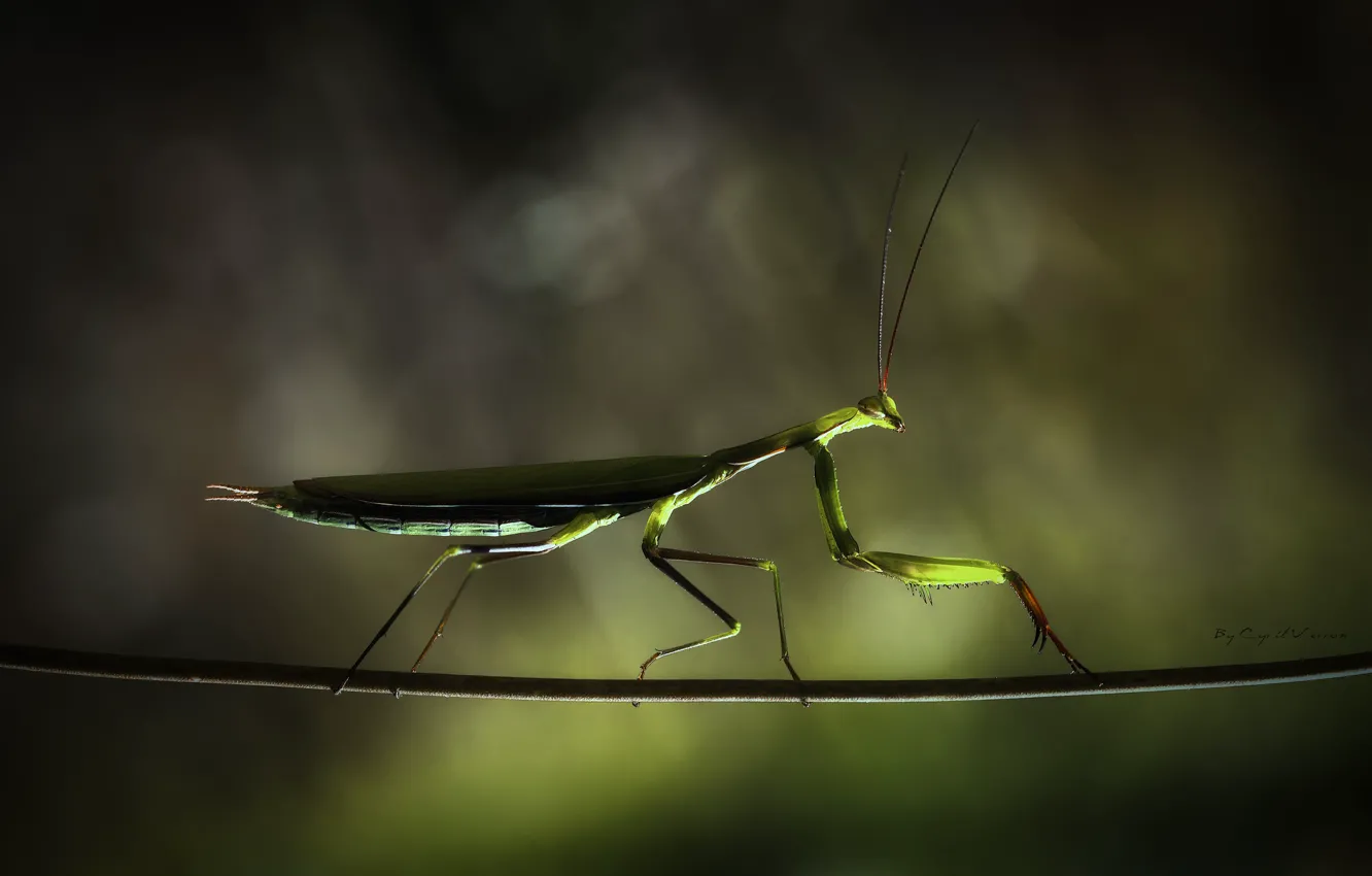 Photo wallpaper branches, shadow, mantis, acrobat