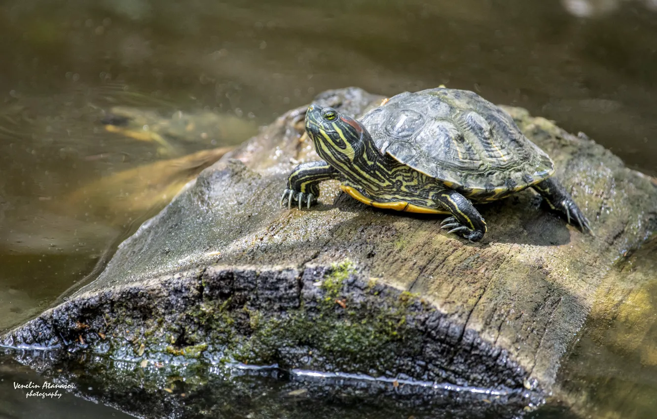 Photo wallpaper water, trees, turtle
