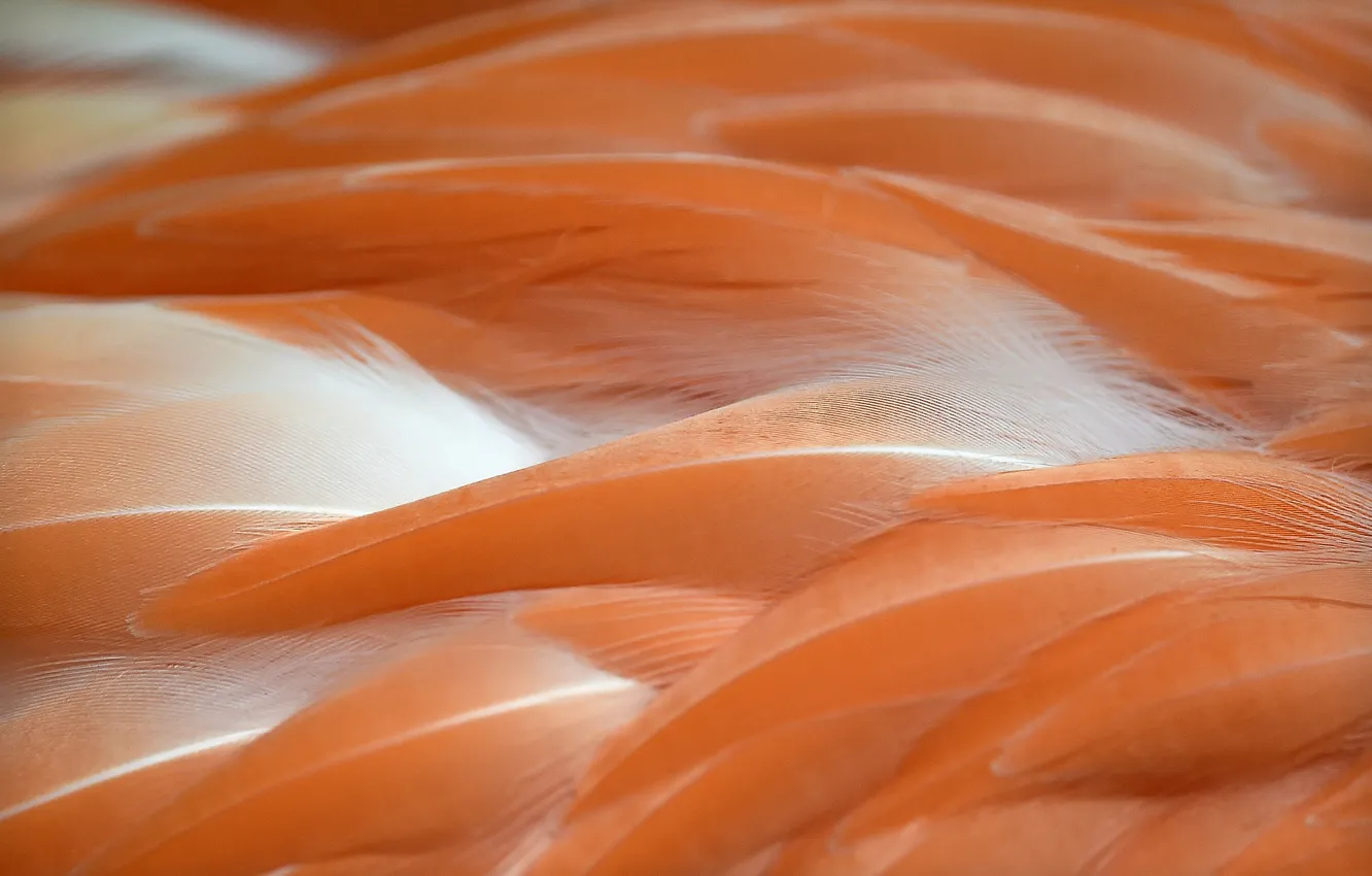 Photo wallpaper color, feathers, Flamingo