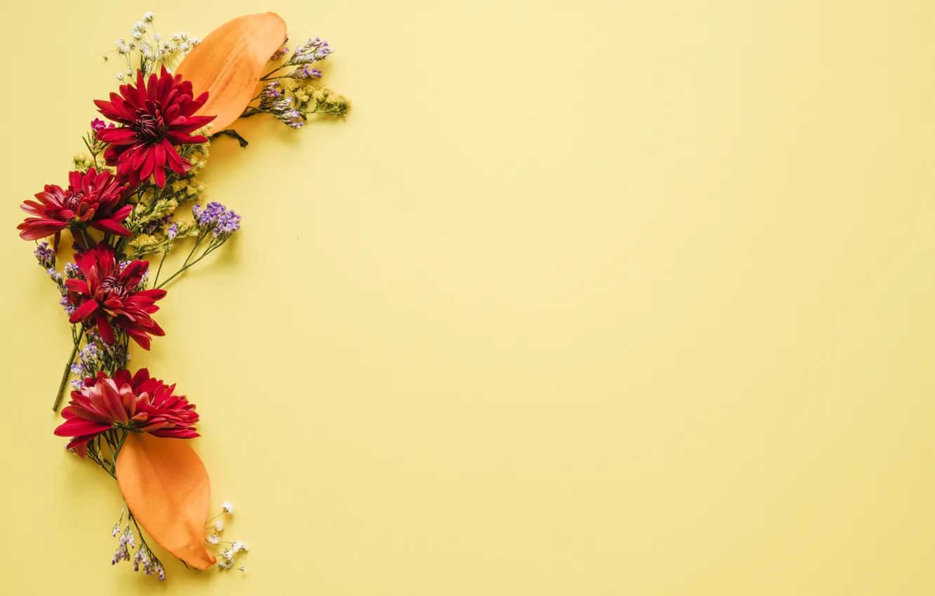 Photo wallpaper leaves, flowers, sprig, background, chrysanthemum