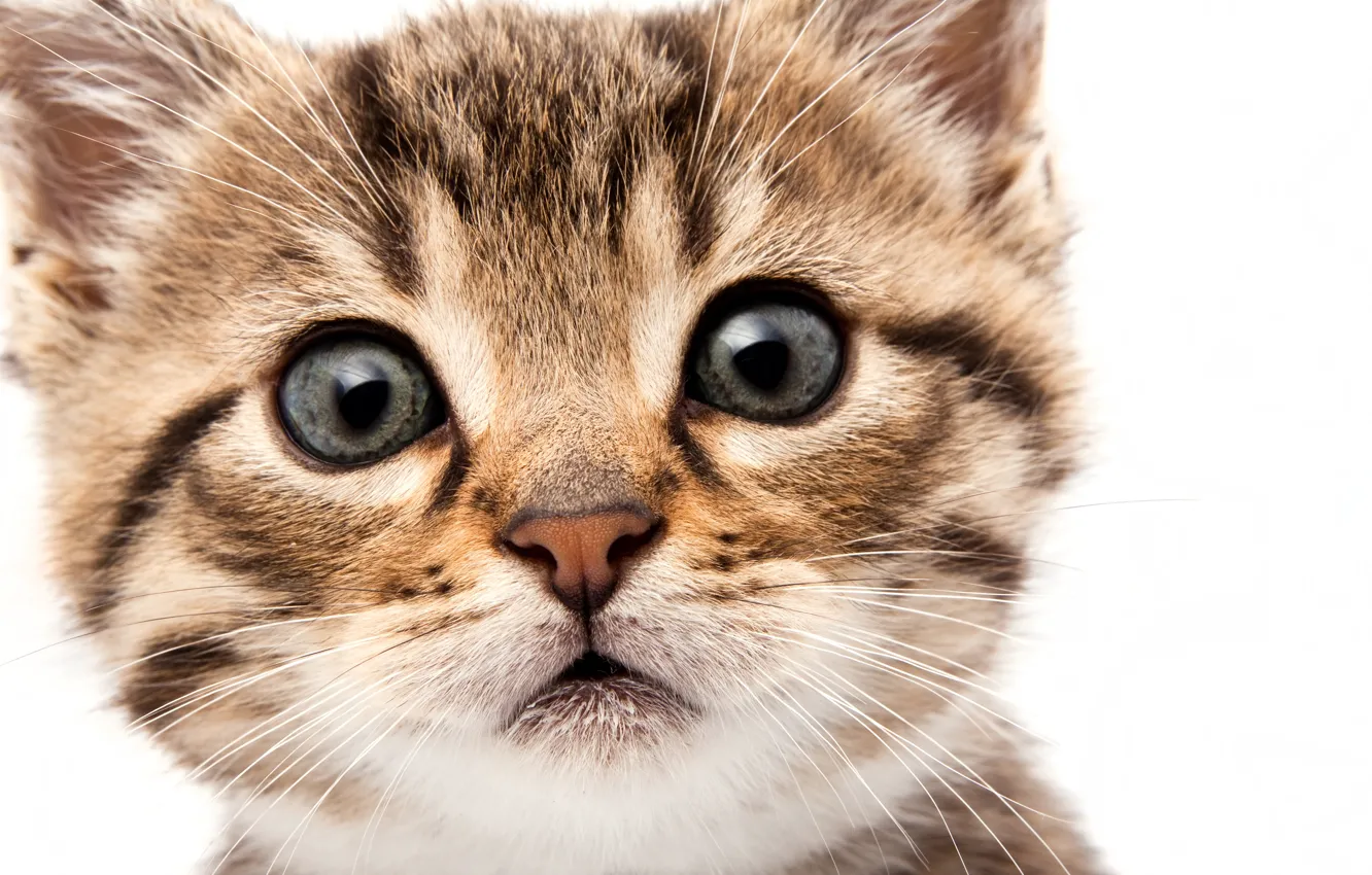 Photo wallpaper cat, eyes, cat, look, face, kitty, muzzle