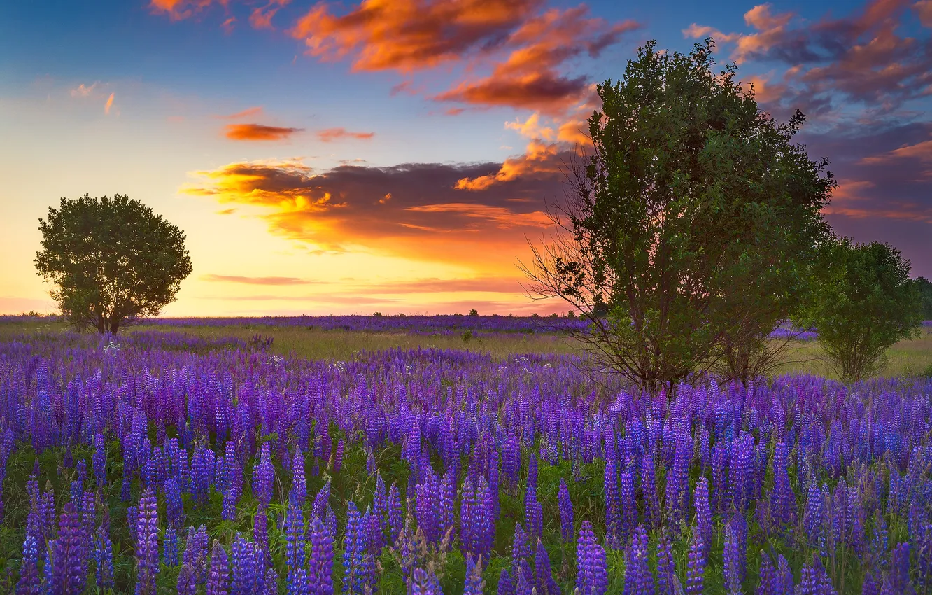 Photo wallpaper field, summer, the sky, clouds, trees, sunset, flowers, dal