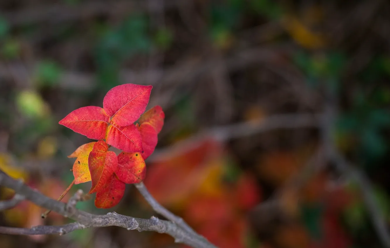Photo wallpaper leaves, macro, red, background, widescreen, Wallpaper, blur, branch